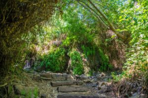 Tel Dan Nature Reserve