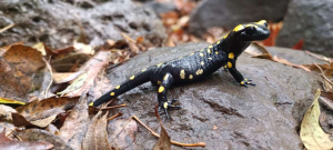 Salamandra at Tel Dan, photographed by Ramadan Isa Rabia Abu Salah Salamandra at Tel Dan, photographed by Ramadan Isa Rabia Abu Salah